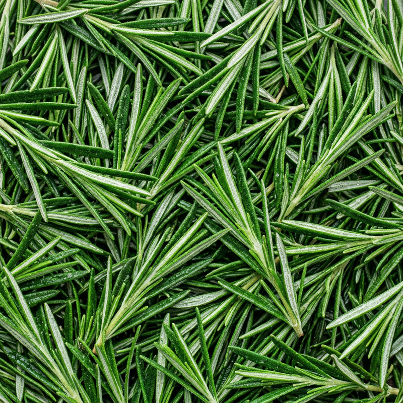 Rosemary ingredient